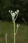 Longleaf buckwheat